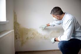 Best Environmental Consulting for Mold Prevention  in Hubbard, TX